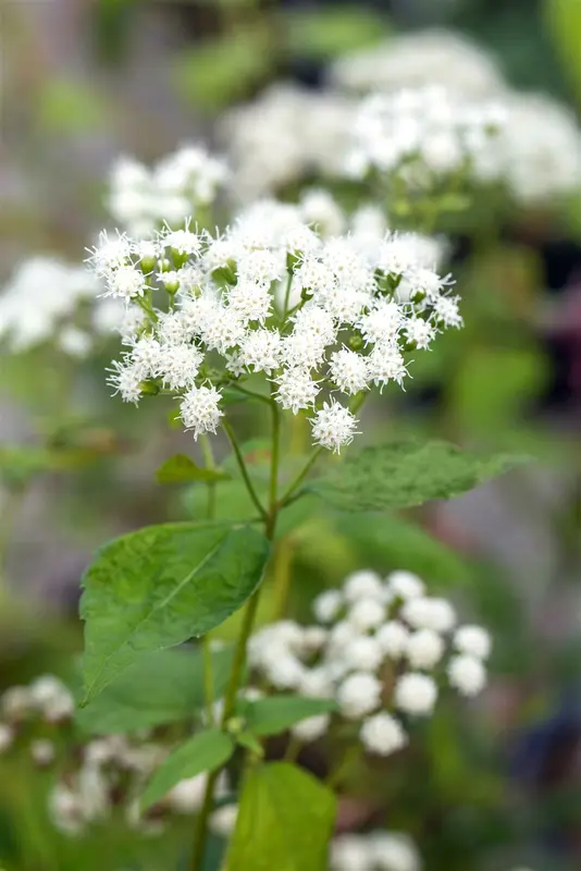 eupatorium dub. 'baby joe' P9 - afbeelding 1