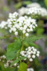 eupatorium dub. 'baby joe' P9 - afbeelding 3