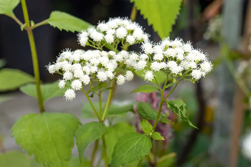 eupatorium dub. 'baby joe' P9 - afbeelding 3