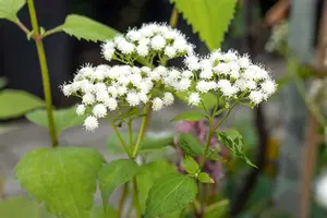 eupatorium dub. 'baby joe' P9 - afbeelding 3