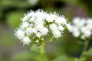 eupatorium dub. 'baby joe' P9 - afbeelding 2