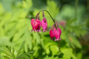 dicentra form. 'bacchanal' P9 - afbeelding 2