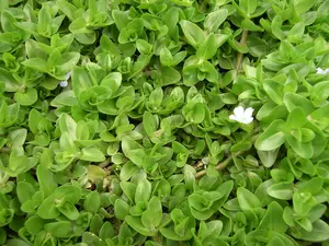 bacopa caroliniana mand ø 18 cm - afbeelding 3