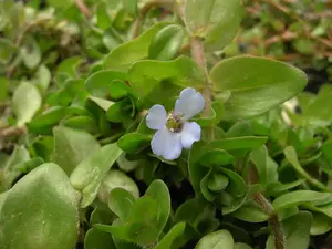 bacopa caroliniana mand ø 18 cm - afbeelding 2