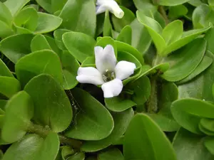 bacopa caroliniana mand ø 18 cm - afbeelding 3