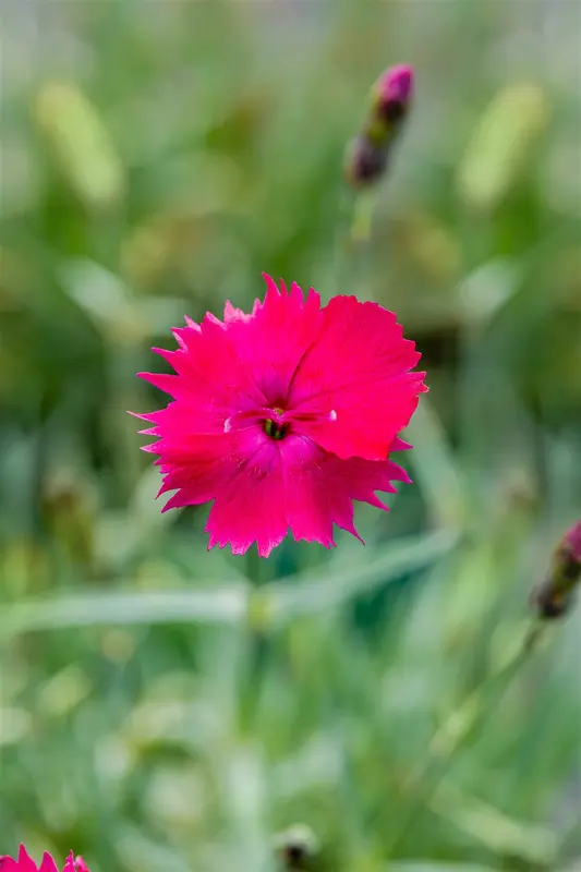 dianthus grat. 'badenia' P9 - afbeelding 2