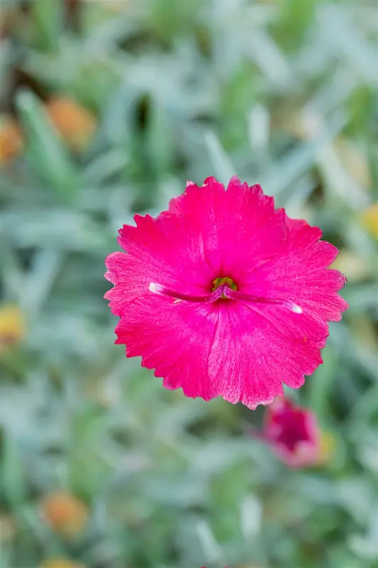 dianthus grat. 'badenia' P9 - afbeelding 3