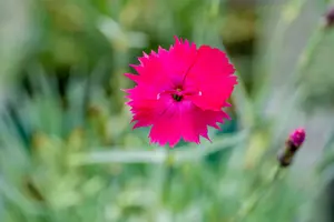dianthus grat. 'badenia' P9 - afbeelding 4