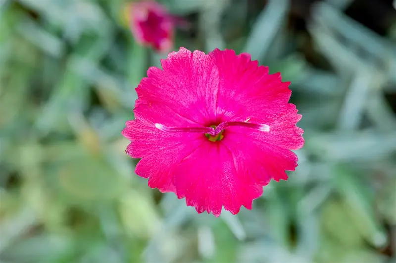 dianthus grat. 'badenia' P9 - afbeelding 4