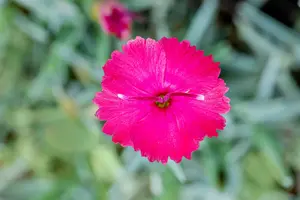 dianthus grat. 'badenia' P9 - afbeelding 4