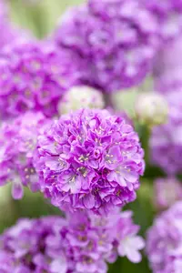 Ballerina Purple Rose - afbeelding 6