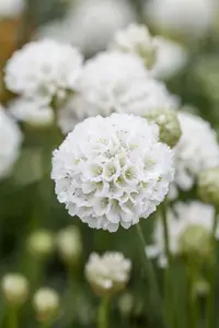 Ballerina White - afbeelding 6