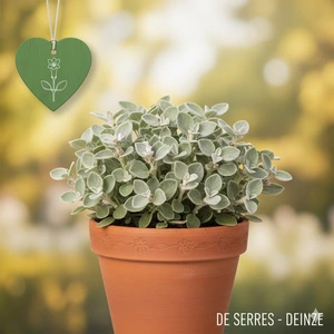 Ballota pseudodictamnus 'Compact Form' P9