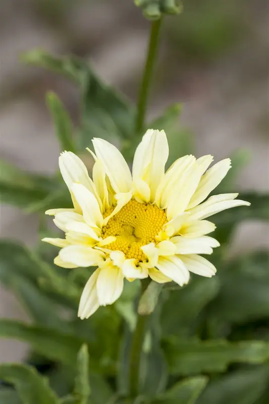 leucanthemum (s) 'banana cream' P9 - afbeelding 2