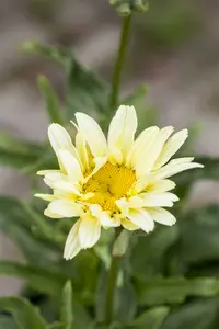 leucanthemum (s) 'banana cream' P9 - afbeelding 2