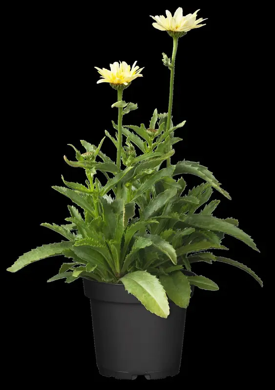 leucanthemum (s) 'banana cream' P9 - afbeelding 1