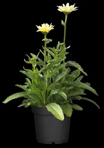 leucanthemum (s) 'banana cream' P9 - afbeelding 5