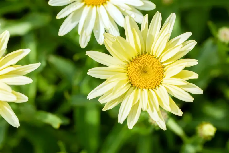 leucanthemum (s) 'banana cream' P9 - afbeelding 3