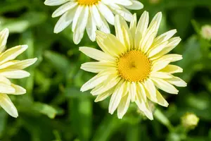 leucanthemum (s) 'banana cream' P9 - afbeelding 3