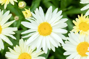 leucanthemum (s) 'banana cream' P9 - afbeelding 4