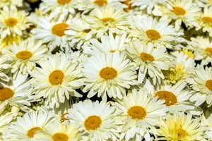 leucanthemum (s) 'banana cream' P9 - afbeelding 5