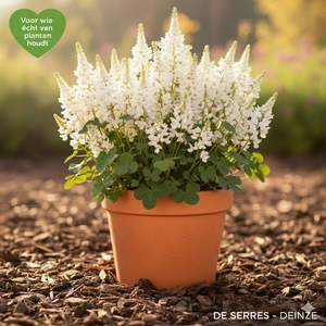 Baptisia austr. 'Alba' P9