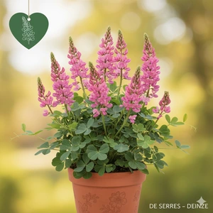 Baptisia 'Pink Truffles' P9