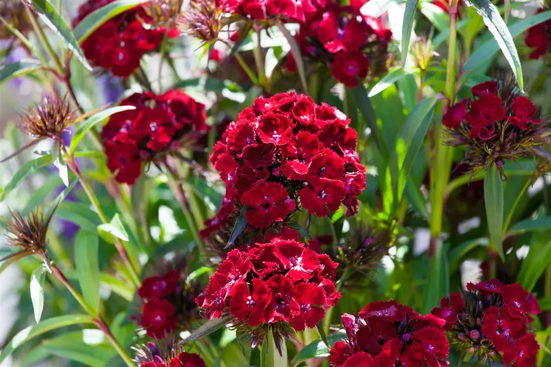 Barbarini Red - afbeelding 1
