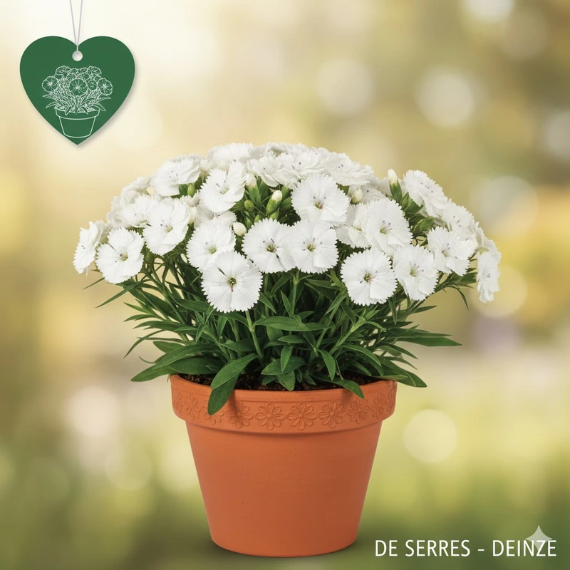 Dianthus barbatus 'Barbarini White' P11