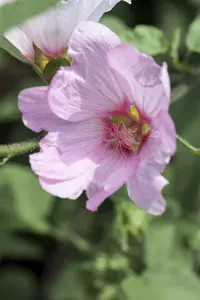 lavatera hybr. 'barnsley' P9 - afbeelding 3