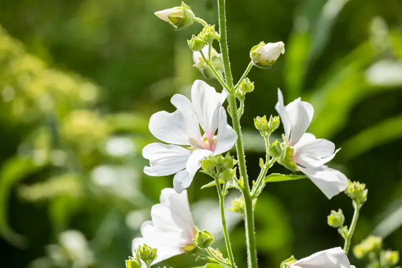 lavatera hybr. 'barnsley' P9 - afbeelding 3