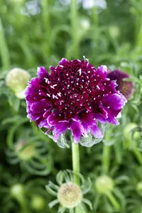 scabiosa hybr. 'barocca' P9
