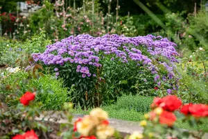 aster n.-a. 'barr's blue' P9