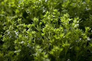 basilicum - afbeelding 10