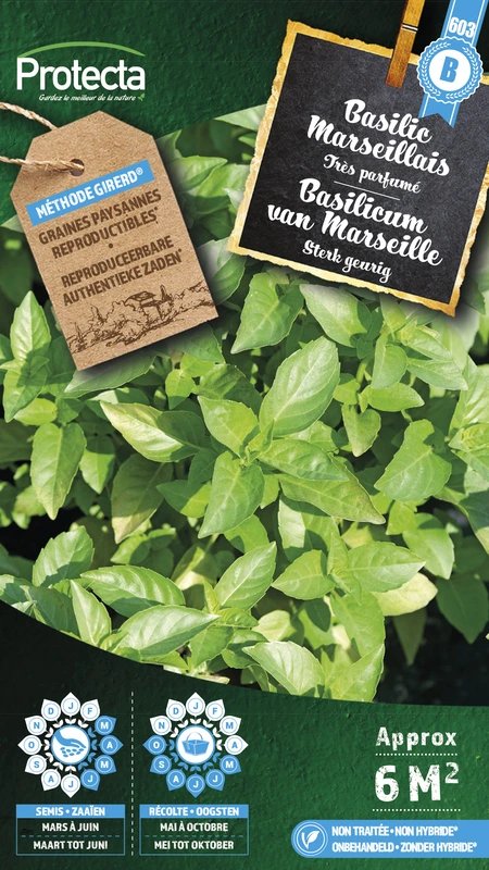 basilicum geurig van marseille