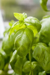 basilicum grootbladige - afbeelding 3