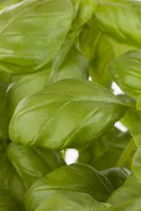 basilicum lemon - afbeelding 4