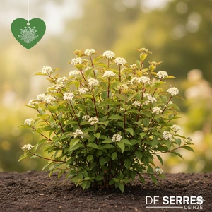 Cornus alba 'Baton Rouge'® C (40- 60)