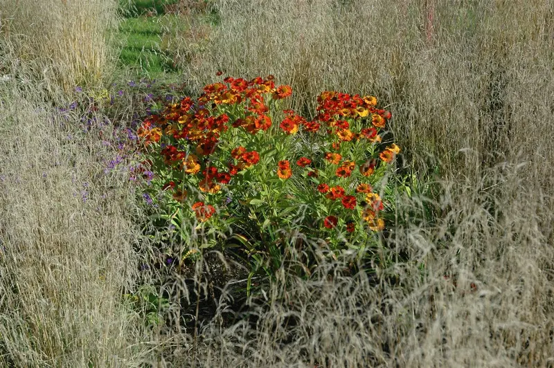 helenium hybr. 'baudirektor linne' P9 - afbeelding 1