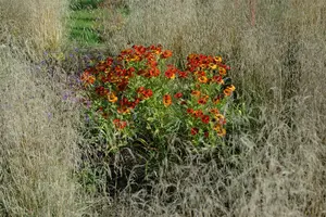 helenium hybr. 'baudirektor linne' P9 - afbeelding 3