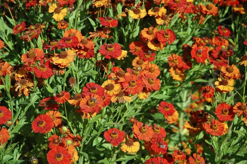helenium hybr. 'baudirektor linne' P9 - afbeelding 2