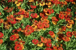 helenium hybr. 'baudirektor linne' P9 - afbeelding 2