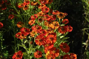 helenium hybr. 'baudirektor linne' P9 - afbeelding 3