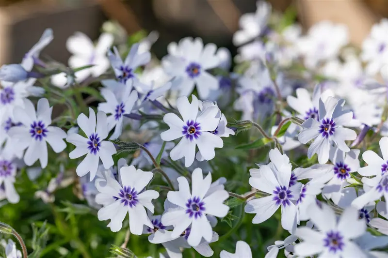 phlox (s) 'bavaria' P9