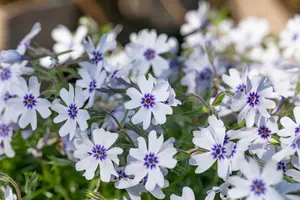 phlox (s) 'bavaria' P9