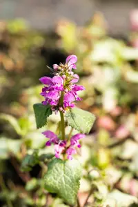 lamium mac. 'beacon silver' P9 - afbeelding 5