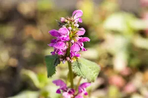 lamium mac. 'beacon silver' P9 - afbeelding 2