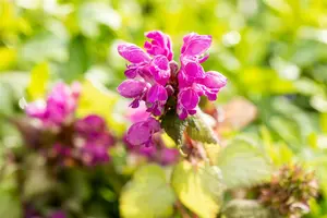 lamium mac. 'beacon silver' P9 - afbeelding 3