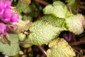 lamium mac. 'beacon silver' P9 - afbeelding 5