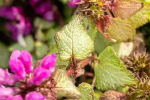 lamium mac. 'beacon silver' P9 - afbeelding 4